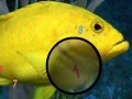 Παιχνίδι Amazing Fishes Hidden Numbers