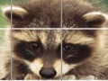 Παιχνίδι Raccoon Puzzle