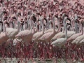 Παιχνίδι Flamingos Slider