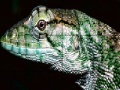 Παιχνίδι Wild iguana slide puzzle