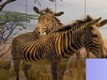 Παιχνίδι Zebras in The Desert: Slide Puzzle