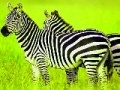 Παιχνίδι Green Safari: Zebras Puzzle