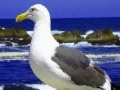Παιχνίδι Seagulls In The Ocean: Puzzle