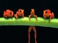 Παιχνίδι Brave acrobat frogs slide puzzle