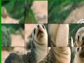Παιχνίδι Cute seals slide puzzle