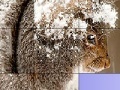 Παιχνίδι Squirrel in the snow slide puzzle