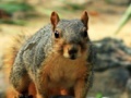 Παιχνίδι Hidden Animals: Squirrels