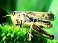 Παιχνίδι Green grasshopper slide puzzle