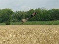 Παιχνίδι Pheasant Hunting