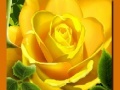 Παιχνίδι Yellow Roses