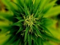 Παιχνίδι Marijuana Plant Slider