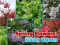 Παιχνίδι Spring Flowers: Hidden Objects