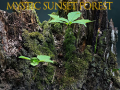 Παιχνίδι Mystic sunset forest
