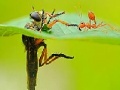 Παιχνίδι Little ant and leaf slide puzzle