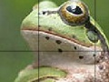 Παιχνίδι Sweet Green Frog Slide Puzzle