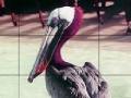 Παιχνίδι Pink headed pelican slide puzzle