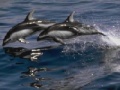 Παιχνίδι Dolphins Sliding Puzzle