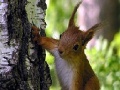 Παιχνίδι Cute squirrels slide puzzle