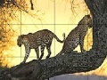 Παιχνίδι Big wild cats slide puzzle