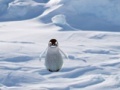 Παιχνίδι Cannibal Penguin