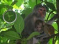 Παιχνίδι Hidden Animals: Baby Monkeys