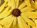 Παιχνίδι Flower Petals Raindrop Jigsaw