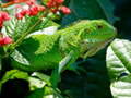 Παιχνίδι Wild Iguana