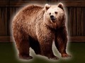 Παιχνίδι Save The Grizzly Bear