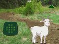 Παιχνίδι Goat Find The Child