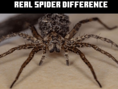 Παιχνίδι Real Spider Difference