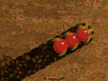 Παιχνίδι Worm Madness