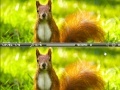 Παιχνίδι Squirrel difference